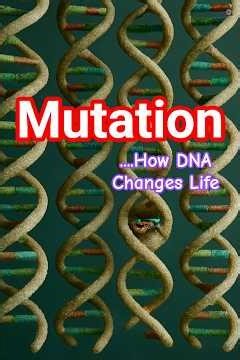 How Mutations Drive Evolution | Molecular Biology