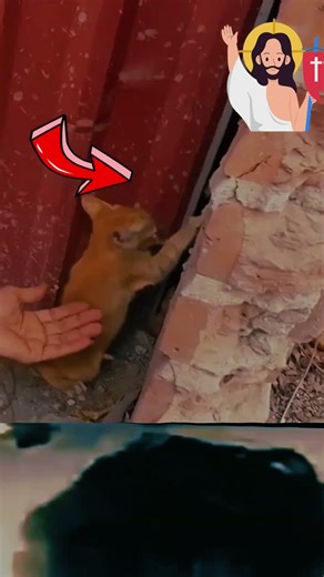 The cat is afraid of people; something must have happened to it...