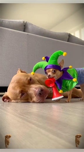 Chihuahua in a scary mask pranks the dog & cat #foryou#funny