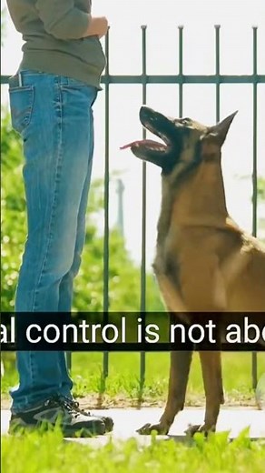 K9 Control Training: The Ultimate Guide