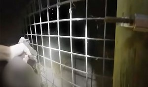 Disturbing bodycam footage shows moment police kill tiger