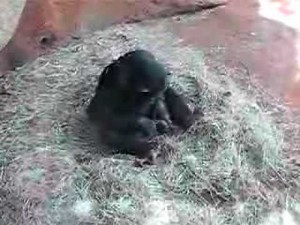 Chimp and Frog Getting Busy