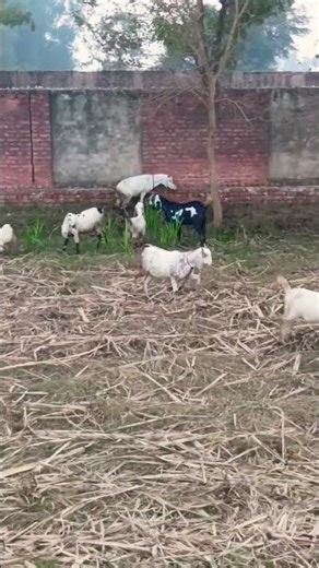 Surah Anaam-Allah ki Niamtain #goat #farming #goatfarming #business #surah #anam #viral