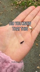 🐞🤯 Did you know this? . . . . #nature #ladybug #facts #fblifestyle | Family days. Tried & tested.