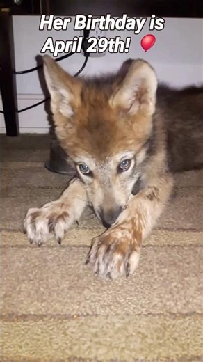 Is This The Same Wolf? #petwolf #honeythewolf #wolf #wolfdog
