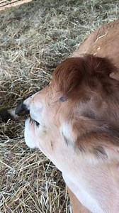 7.9K views · 683 reactions | Tiny Tinker Love | Tiny Tinker Farm Friends | Facebook