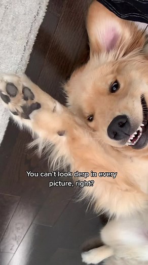 Daisy & Maple on TikTok