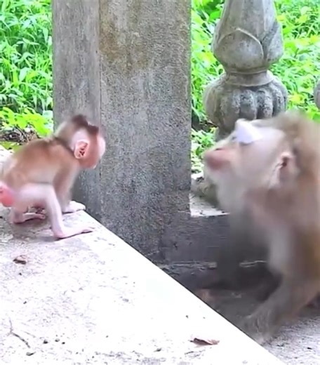 Monkeys are the most polite and beautiful monkeys ever seen. Monkey mothers love baby monkeys. #cutemonkey | Cute Monkey