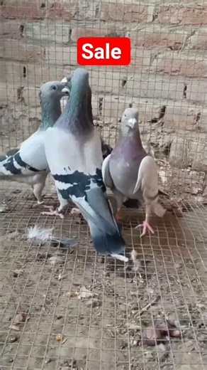 kabutar Sale 2 joda for 📞9878355576 #sharelike #suscribe