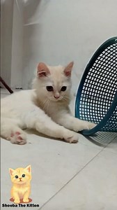 Plastic Bin, Big Fun for Kitten!