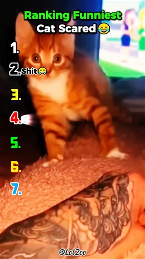 cat sacred #ranking #funny #funnyanimals #cat #scared