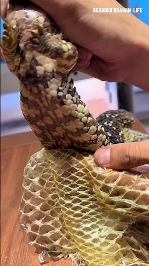 ASMR Help Pinecone Lizard Dry Skin Peeling #reptiles #lizard #shedding #asmr