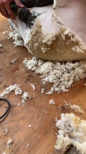 Corey Bricker on TikTok