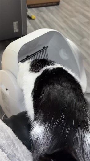 Petpeer Smart Cat Litter Box Review