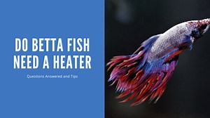 Do Betta Fish Need a Heater? Yes — Here's Why and What to Get
