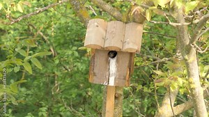 Three common starling babies peak head from nest box, static medium shot.