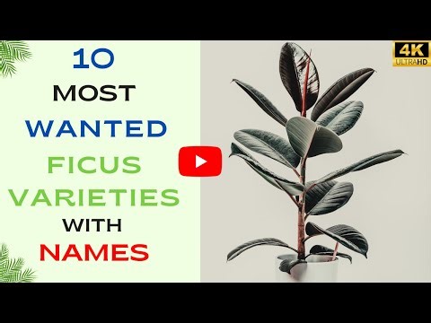 10 Most wanted Ficus Varieties with names | Types of Ficus Plant | Indoor Plants