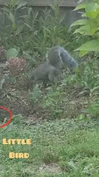 Speaking Squirrel As "Happy Blue Jay" Answers Me!