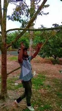 SETELAH DI KASIH PUPUK PEMBUAHAN INI HASILNYA👍