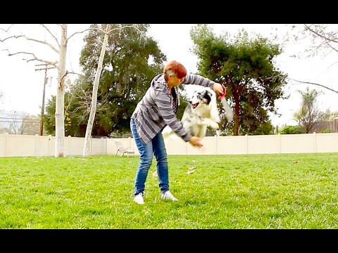 Jump Though a Hoop! - Dog Trick Tutorial