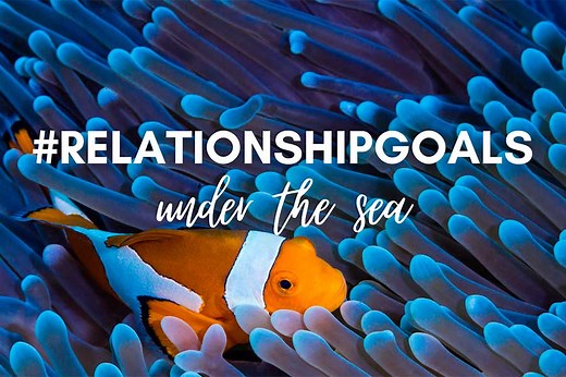 6 Fascinating Mutualism Examples In The Ocean That Are #RelationshipGoals