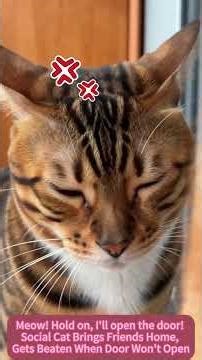 萌宠计划：“喵！别急，我来开门！"社牛猫带猫回家，门锁了被同伴揍 Social Cat Brings Friends Home, Gets Beaten When Door Won’t Open