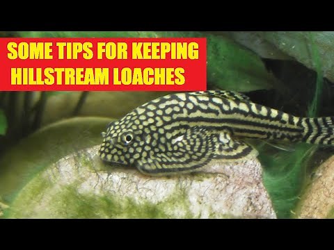 Some tips and info on keeping Hillstream loaches.