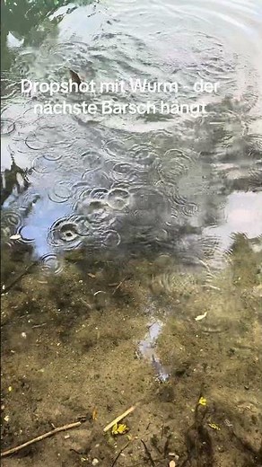 Angeln auf Barsch mit Dropshot Montage #fishing #angelköder #barsch #barschangeln