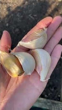 Time to plant garlic! This #harvest was from last June but October is