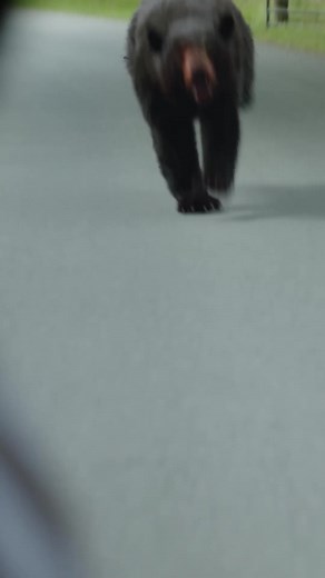 74K views · 114 reactions | The true story of Elizabeth Banks' #CocaineBear is explained on the big Skreen.Don't miss out on the action-comedy starring _Game of Thrones_' Kristofer Hivju, Jesse Tyler Ferguson, Ice Cube and Matthew Rhys.The bear who ate cocaine. Get in line February 24.Bookings open soon!#Sterkinekor #DoMoviesRight | Ster-Kinekor Theatres | Facebook