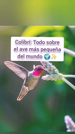 38K views · 3.1K reactions | Colibrí: Todo sobre el ave más pequeña del ✨ #colibries #colibri #reels #watches #flores #foryou #top #fyp #birdsofinstagram #hummingbird #videos #frases #imagen #post #colibries #colibri #datoscuriosos #videoviral #aves #reelsfbシ #curiosidades #reelsfbpro #reelsinstagram #reelsviral #videosvirales | Animaalfascinacion | Facebook