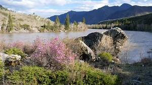 Video of Rhododendron dauricum bushes with flowers (popular names bagulnik, maralnik) near Altai river Katun.