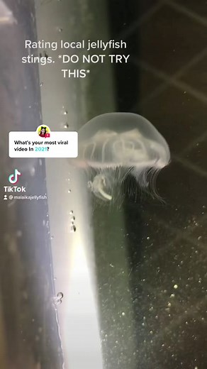 Answer @im_siowei this one got more than 500k! #jellyfishsting #jellyfish #JBLGreekOut #viral #CustomersMostLoved #2021 #fyp #jellytok #mostviralvideo