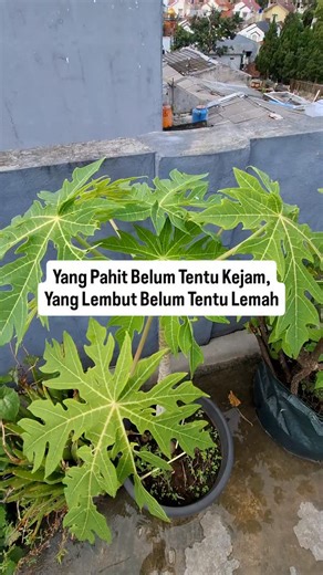 Rempah Acaraki on Instagram: "Save & Share aja dulu Dulu saya pikir… daun pepaya cuma pahit dan nggak berguna. Sampai suatu hari, ada ibu-ibu di kampung bilang pelan: “Kalau badan sering capek, pencernaan nggak beres, atau darah lagi turun… jangan cari yang jauh. Lihat yang tumbuh di halaman.” Saya senyum. Tapi saya coba. Dan di situlah saya paham… kenapa orang tua dulu jarang sakit-sakitan. DAUN PEPAYA – PAHIT DI LIDAH, BAIK DI DALAM Daun pepaya mengandung: Papain & chymopapain → bantu pencerna