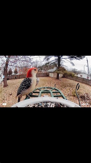 Red-bellied Woodpecker,Northern Cardinal and House Finches