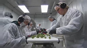 Greece: Government to fast-track plans to legalise medical cannabis production