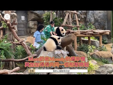 ［大熊貓🐼之旅］Matt奶爸Mandy奶媽很珍惜和錫錫家姐，家姐趣緻到望住跌咗嫩竹子奶媽竟然為佢拾回，依依不捨下奶爸奶媽狂拍照留念，原來盈媽也在等候睇住家姐到邊便跟隨住想同家姐共枕眠。🐼🐻🐼🐻🐼💕💕💕