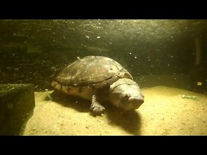 Sternotherus carinatus