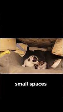How Boxes Become Fortresses: The Science of Cats’ Small Spaces