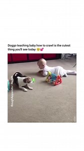 This is so adorable 😭 | Animal Memes