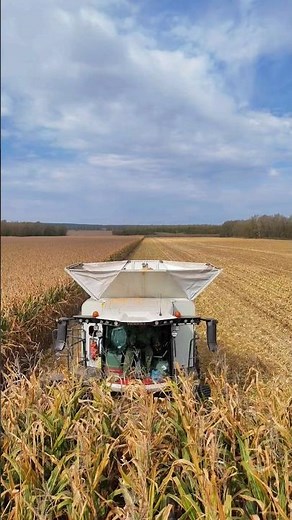 Modern Corn Harvesting Machine in Action | Advanced Agriculture Technology on Huge Farmland