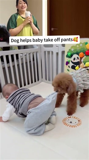 Dog helps baby take off pants🥰｜강아지가 아기 바지 벗겨줬어