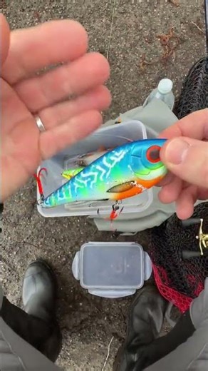 Fish Didn’t See This Coming 😱🐟 #shorts #youtubeshorts #fishhunting #fishcatch
