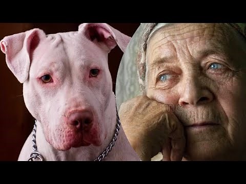 Oma adoptierte Pitbull. Tage später hörte der Nachbar SCHRECKLICH SCHREIE aus ihrem Haus 😰