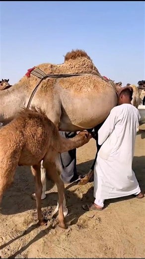 Why is camel milk so expensive #shorts #facts