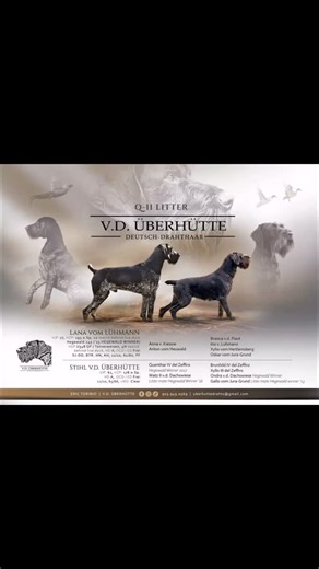 Our breeding program is built around what we believe are the best-performing lines in Europe, with a strong emphasis on Hegawald-winning dogs. That commitment is clearly reflected in this litter’s pedigree. #uberhuttedrahts #drahthaar #huntingdog #drahthaarofinstagram | Deutsch Drahthaar - Zwinger V.D. Überhütte