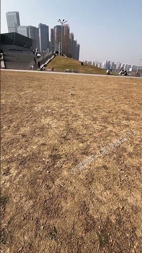 Cute Sugar Glider Learning to Fly – Hand Training Guide! #animals #sugarglider #funny #pets