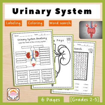 Urinary System Anatomy | Human Kidney Labeling | Science Coloring Page