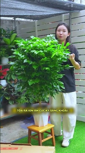 Tại sao 10 người giàu thì 9 người đều trồng cây Hạnh Phúc này