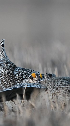 The 2023 Prairie Grouse Primer is live, and let’s just say things are looking good! Head to the 🔗 link in the comments to see a state-by-state report on the birds, so you know what to expect before hitting the field this season. The 2023 Prairie Grouse Primer is presented by Sportsman's Guide | Pheasants Forever